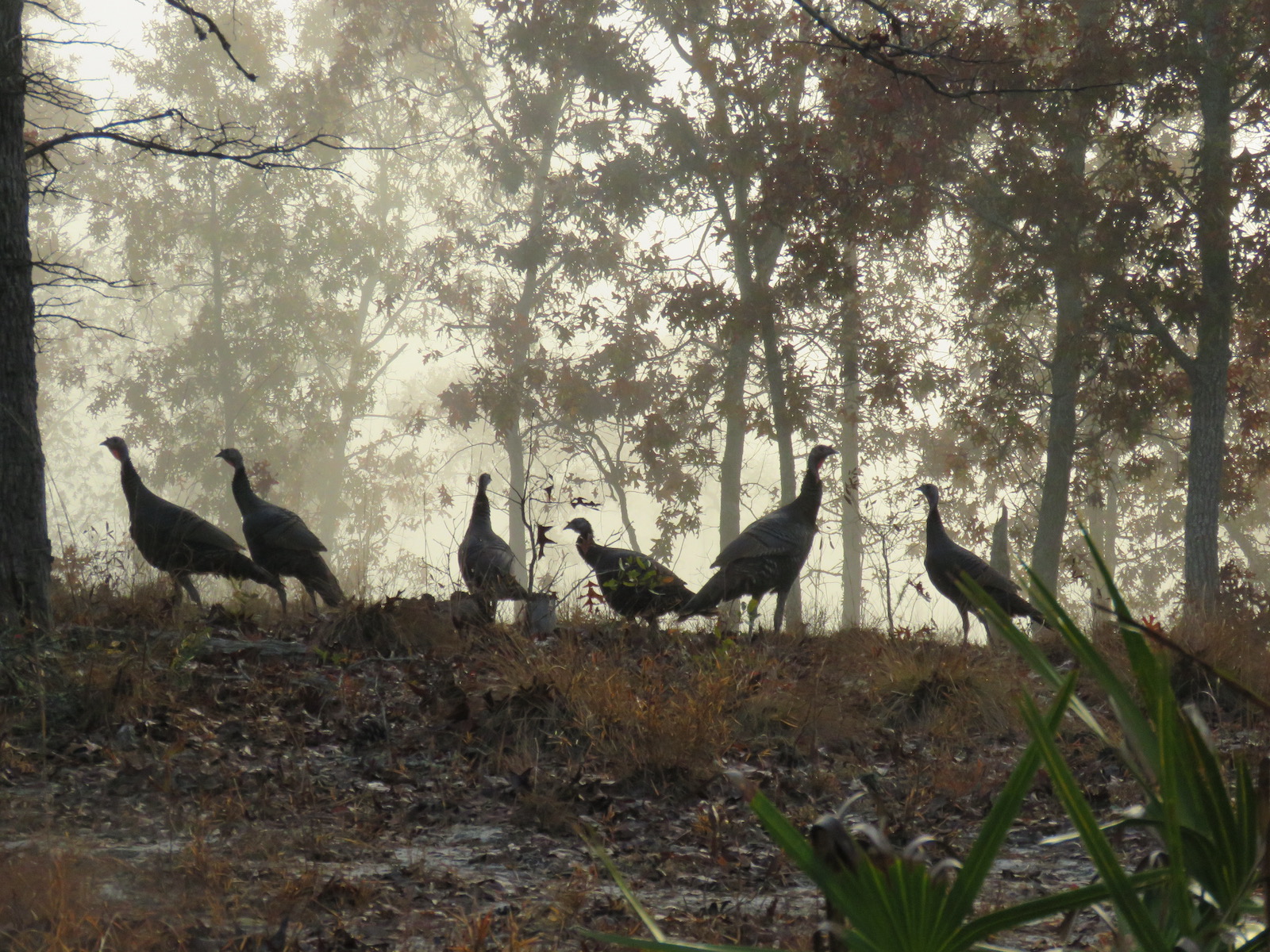 intensively-managed-hunting-land-in-alabama-s-black-belt-landflip-blog